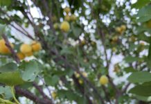 Growing resilient plants