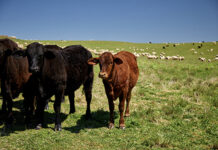 Bumper beef and grain production
