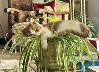 Seven indoor favourites to treasure