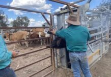 Pikedale man charged in relation to stock stealing and fraud related offences