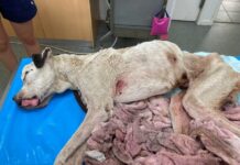 Rippa deserves justice: Rescue calls for law reform