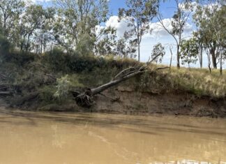 Council endorses the largest-ever capital works project to repair the Goondiwindi levee