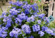 Get busy after the rains