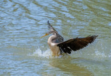 Image makes a splash