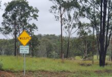 Goondiwindi an animal collision hotspot