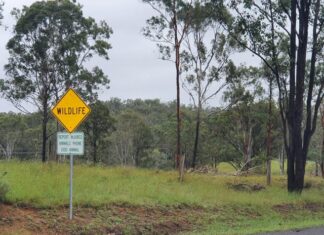 Goondiwindi a animal collision hotspot