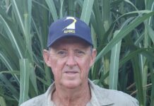 Strong crops, weak prices, and global sugar glut