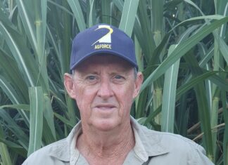 Strong crops, weak prices, and global sugar glut