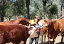 Report finds hope and urgency for rare farm animals